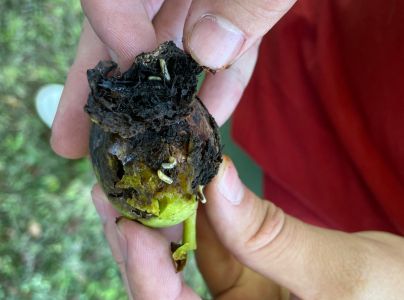 Vrtivka orechov&aacute; 