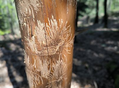 Lykožr&uacute;t prostredn&yacute;