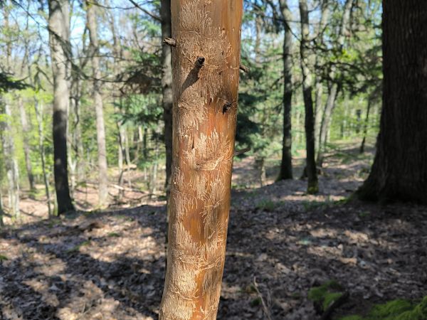 Fir bark beetle Pityokteines spinidens
