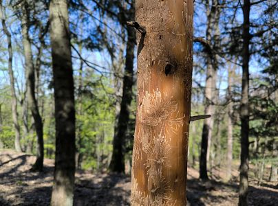 Lykožr&uacute;t prostredn&yacute;