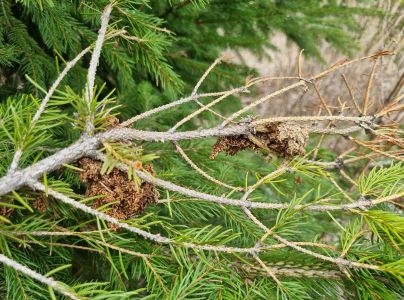 Ploskanka smrekov&aacute; 