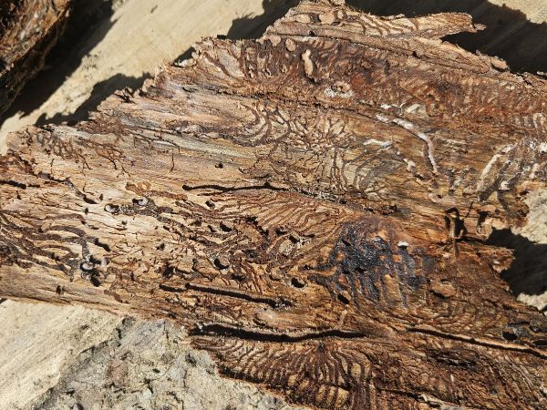 European spruce bark beetle