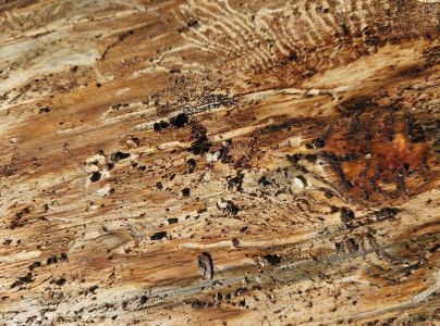 Lykožr&uacute;t smrekov&yacute;