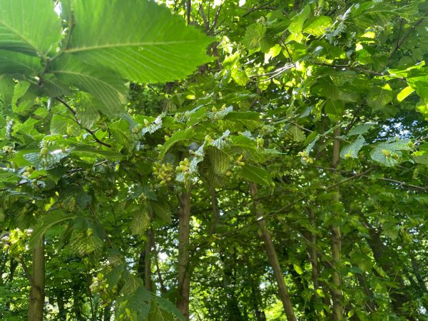 Aphid Tetraneura ulmi 