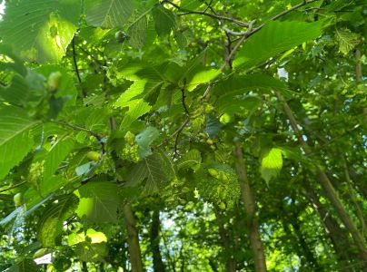 Vlnačka hladk&aacute;