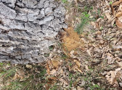 Fuz&aacute;č veľk&yacute;