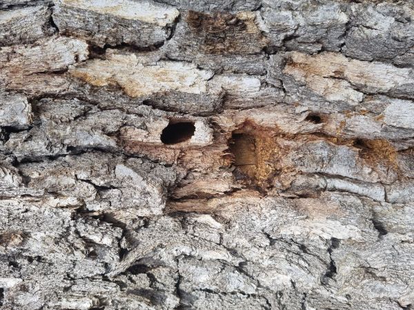 Great capricorn beetle