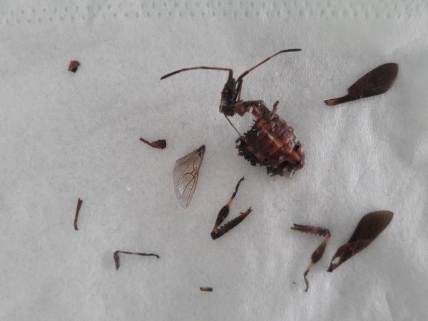 Western conifer seed bug