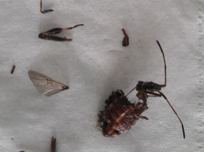 Obrubnica americk&aacute;