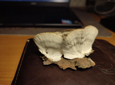 Tr&uacute;dnikovec pestr&yacute;