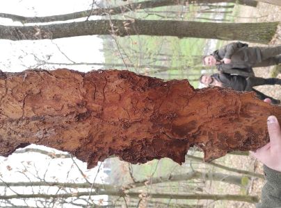 Lykožr&uacute;t &uacute;zky