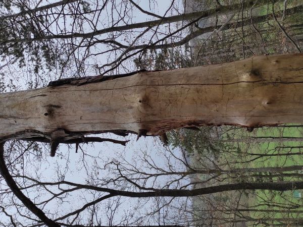 Bark beetle Orthotomicu suturalis