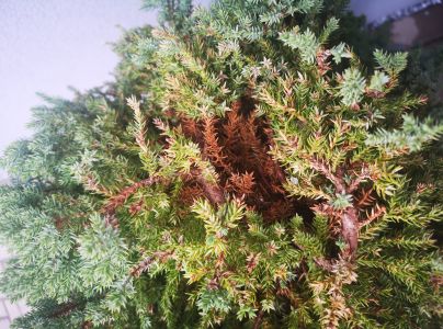 Hrdzavka hru&scaron;kov&aacute;