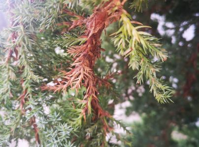 Hrdzavka hru&scaron;kov&aacute;