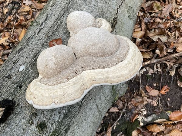 Tinder fungus