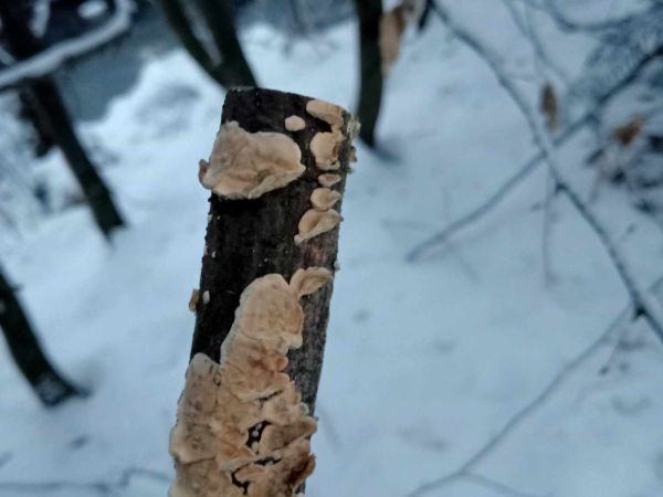 Bleeding broadleaf crust