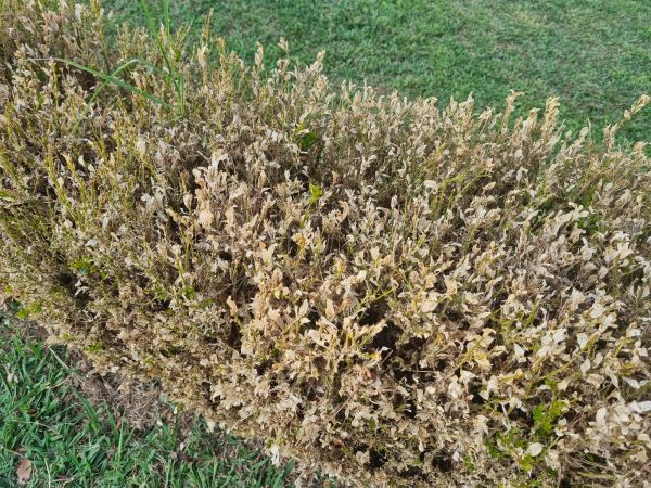 Boxwood pyralid