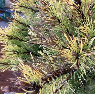 A - nejednoznačne určen&yacute;, nie sme si ist&iacute;