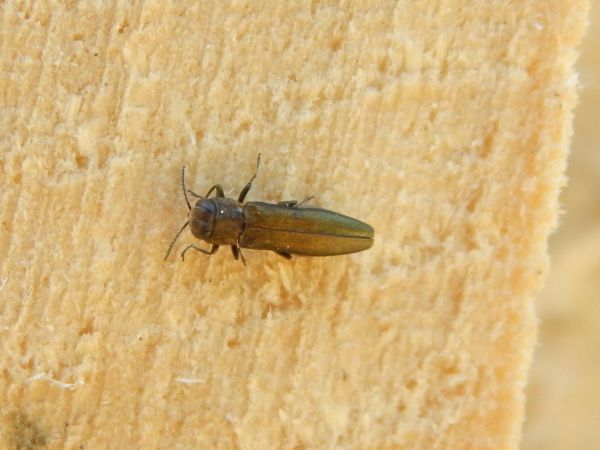 Agrilus suvorovi populneus 