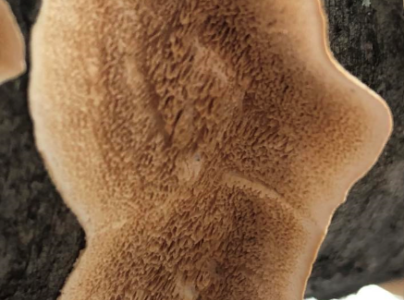 Tr&uacute;dnikovec zamatov&yacute;