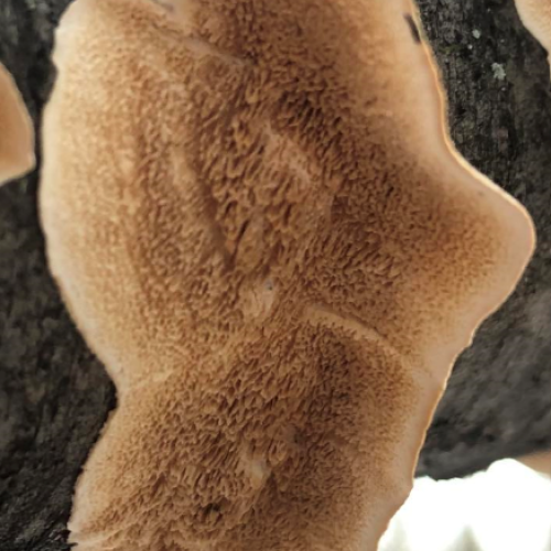 Sára Babinčáková