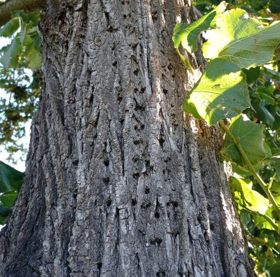 A - nejednoznačne určen&yacute;, nie sme si ist&iacute;