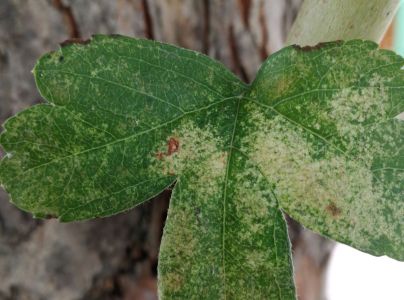 Sietnička dubov&aacute;