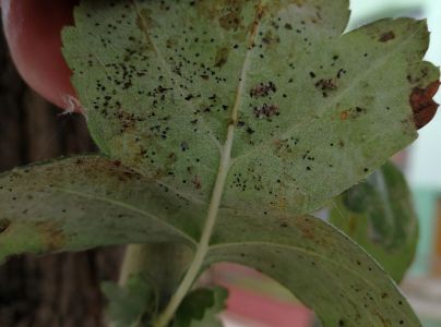 Sietnička dubov&aacute;