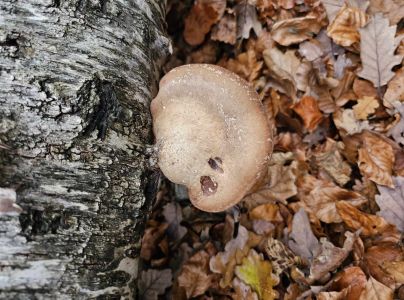 Brezovn&iacute;k obyčajn&yacute;