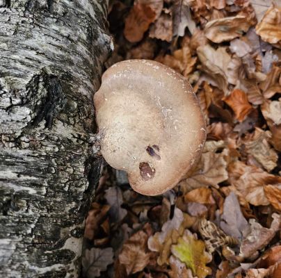 Piptoporus betulinus 