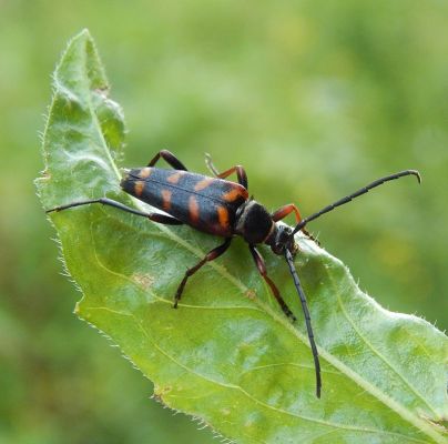 A - nie je v datab&aacute;ze