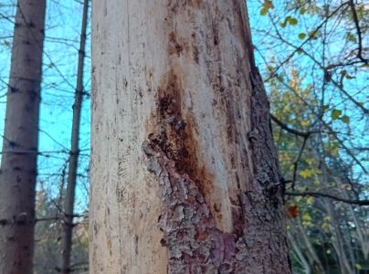 Lykožr&uacute;t smrekov&yacute;