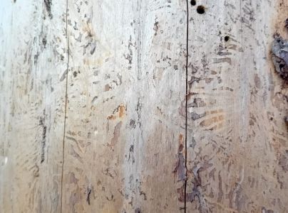 Lykožr&uacute;t smrekov&yacute;