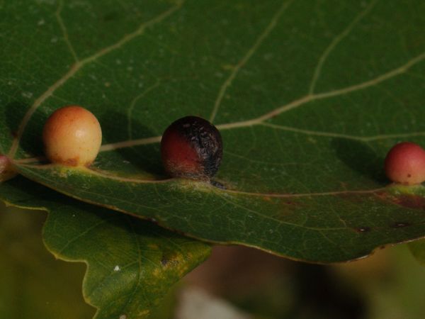Gall midge Harmandiola tremulae