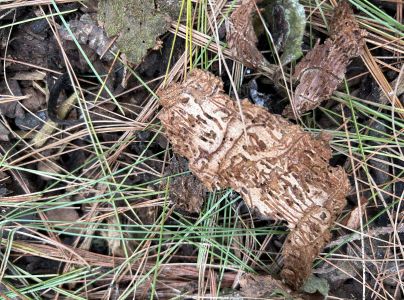 Lykožr&uacute;t leskl&yacute; 