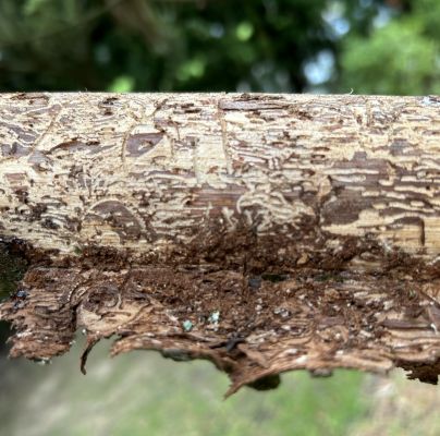 Pityogenes chalcographus