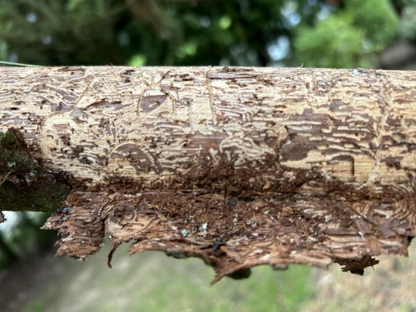 Six-toothed spruce bark beetle 