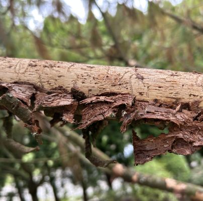 Pityogenes chalcographus