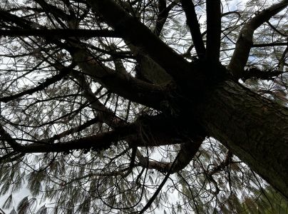 Lykožr&uacute;t leskl&yacute; 