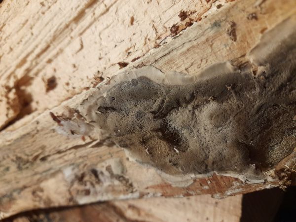 Dry rot fungus