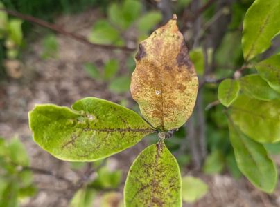 A - This species is not in the database yet