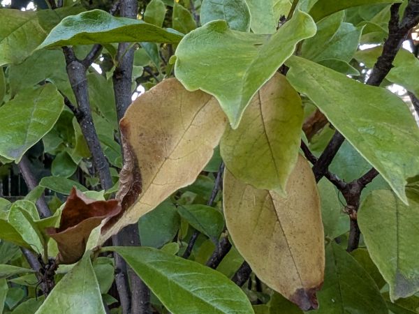 A - This species is not in the database yet