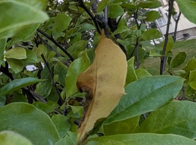 A - This species is not in the database yet