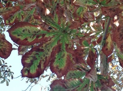 Plosk&aacute;čik paga&scaron;tanov&yacute;