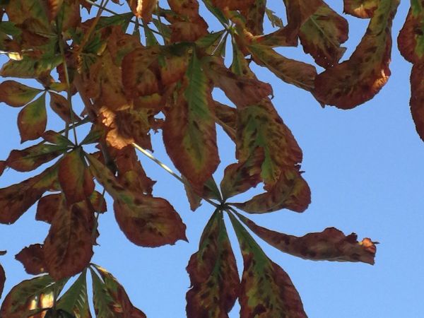 Horse-chestnut leaf miner