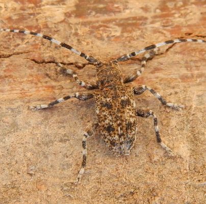 A - nie je v datab&aacute;ze