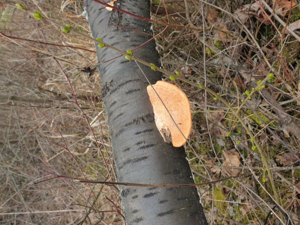 Cinnabar-red polypore