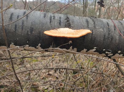 Červenica rumelkov&aacute;