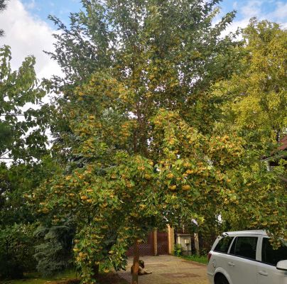 A - nejednoznačne určen&yacute;, nie sme si ist&iacute;