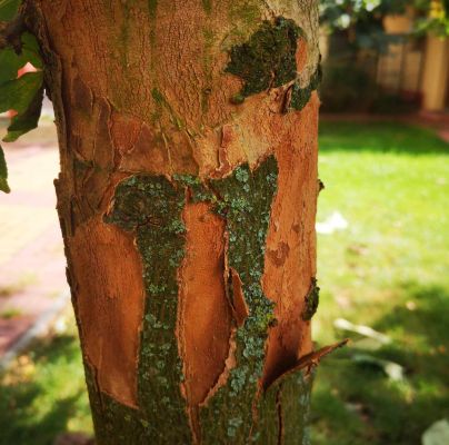 A - nejednoznačne určen&yacute;, nie sme si ist&iacute;